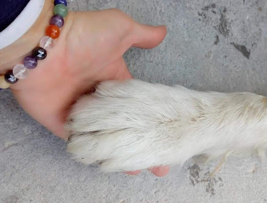 Nevena's Rescues - Hand to Paw