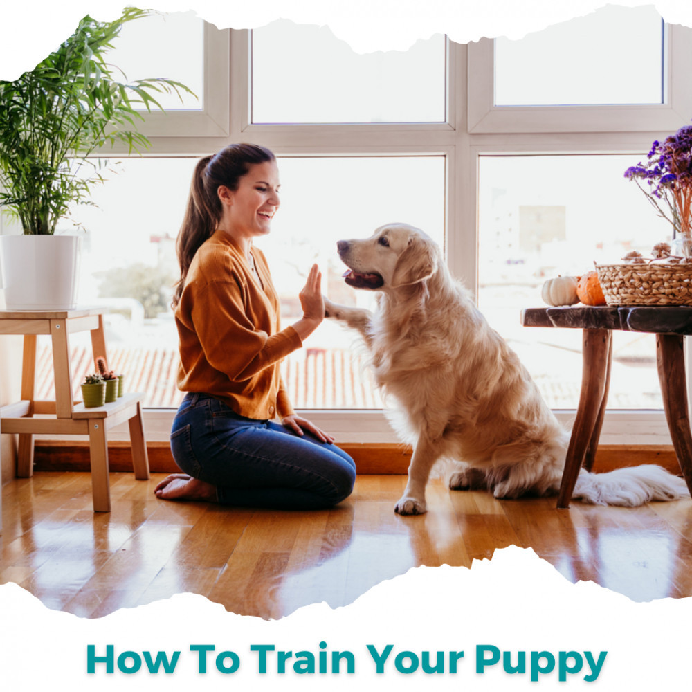 How To Train A Puppy To Stay In A Pen