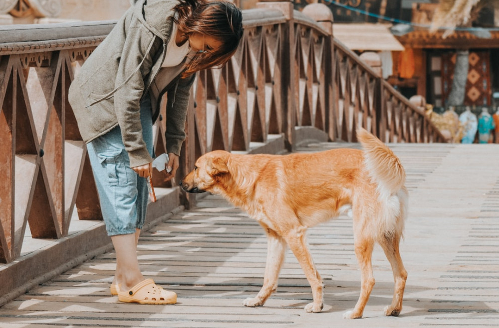 A Humane Human is Petting a Dog