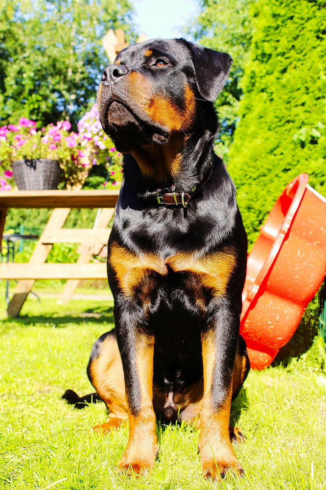 Rottweiler