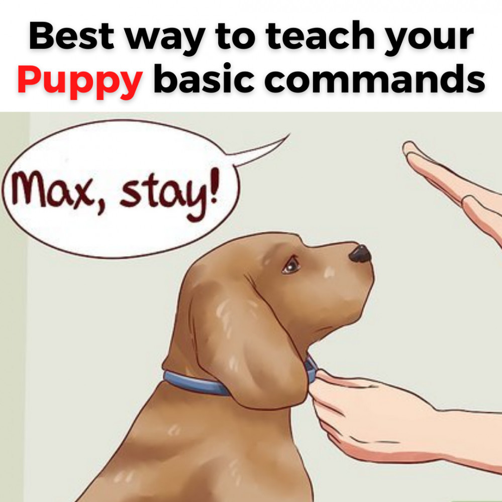 Teach Your Puppy Basic Commands