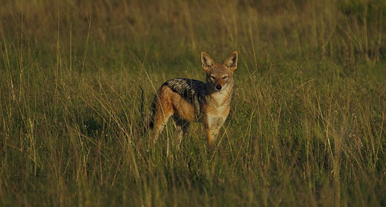 A Jackal