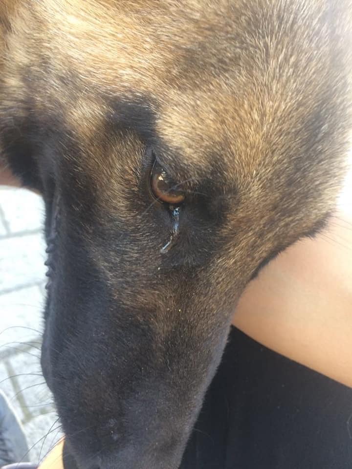 Dog Crying