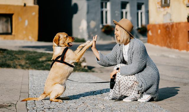 Happy Owner Happy Dog