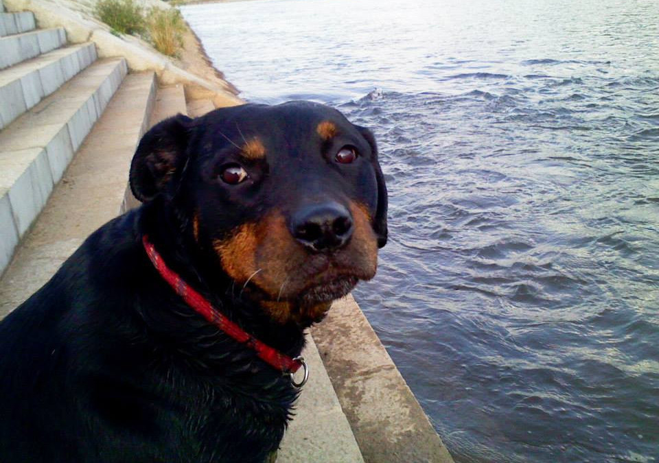 Nera - the Rottweiler