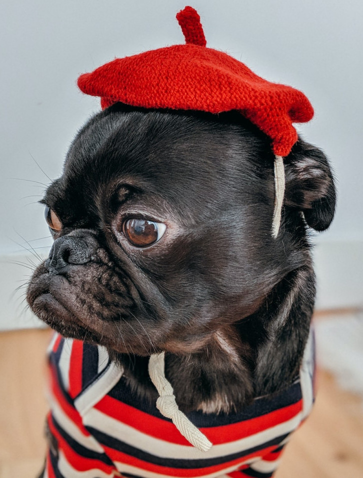 A Dog with A Hat