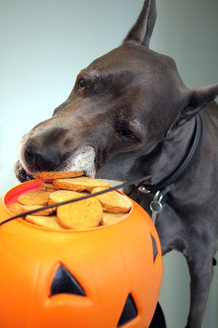 Dog's Halloween Treats