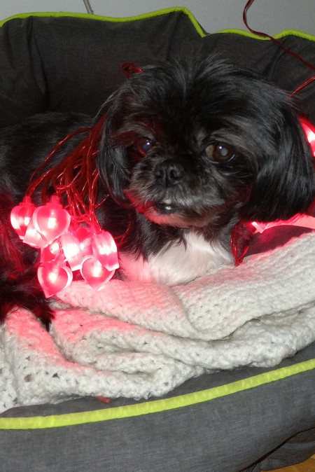 Chloe and Christmas Light