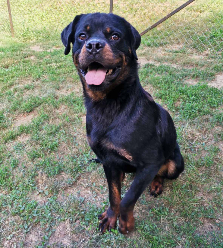 Ice Rottweiler