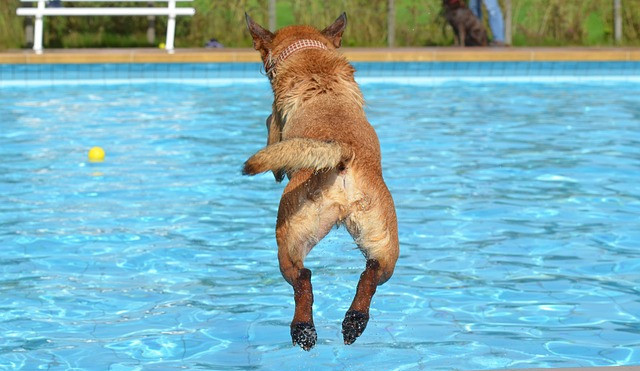 A Dog Jumping in the Pool