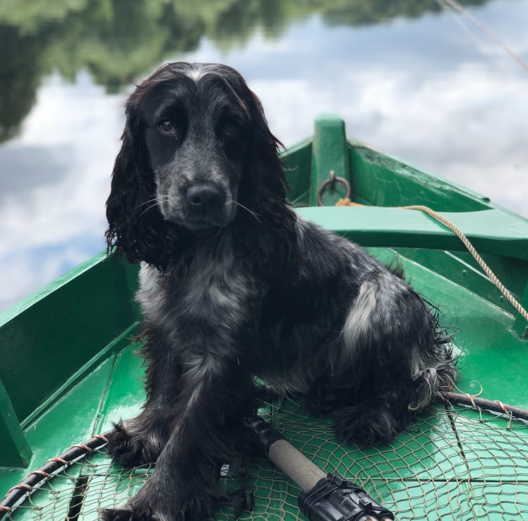 A Dog on a Boat