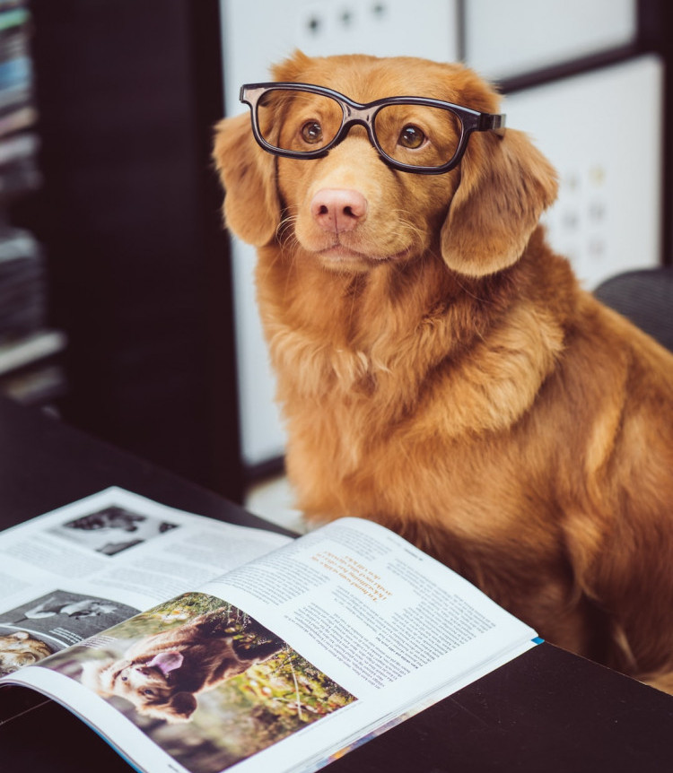 A Dog with Glasses