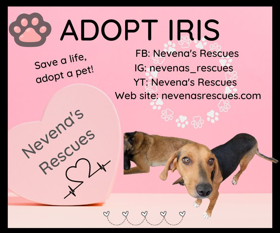 Adopt Iris