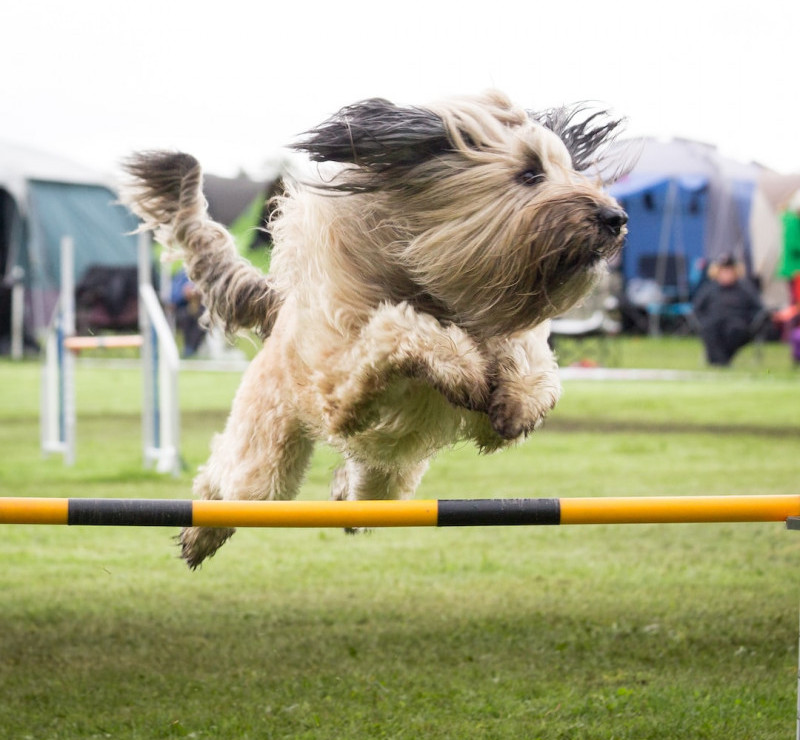 Dogs' Agility