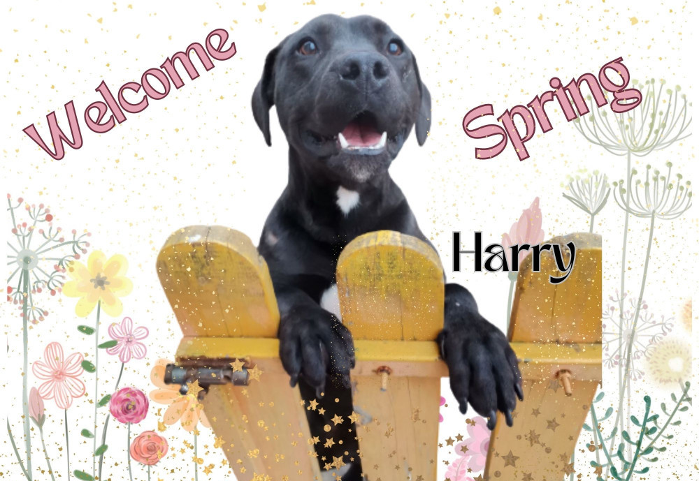 Harry Needs a Loving Forever Home