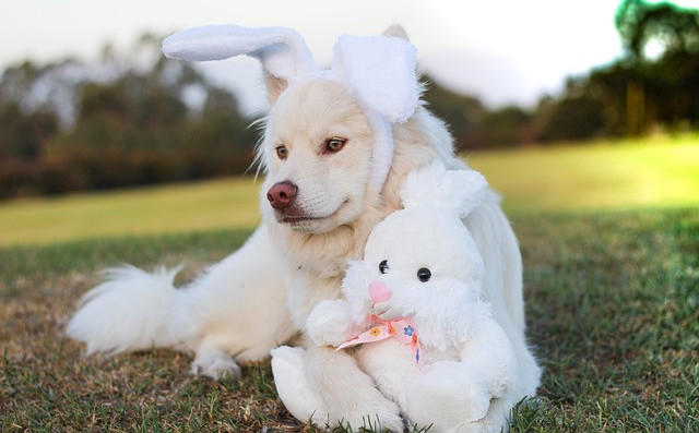 Top 5 Fun and Safe Ways to Include Your Dog in Easter Celebrations