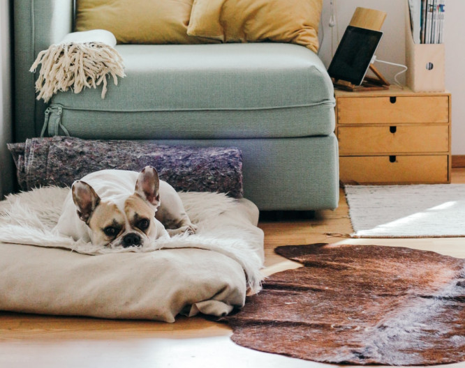 A Cozy Dog Bed