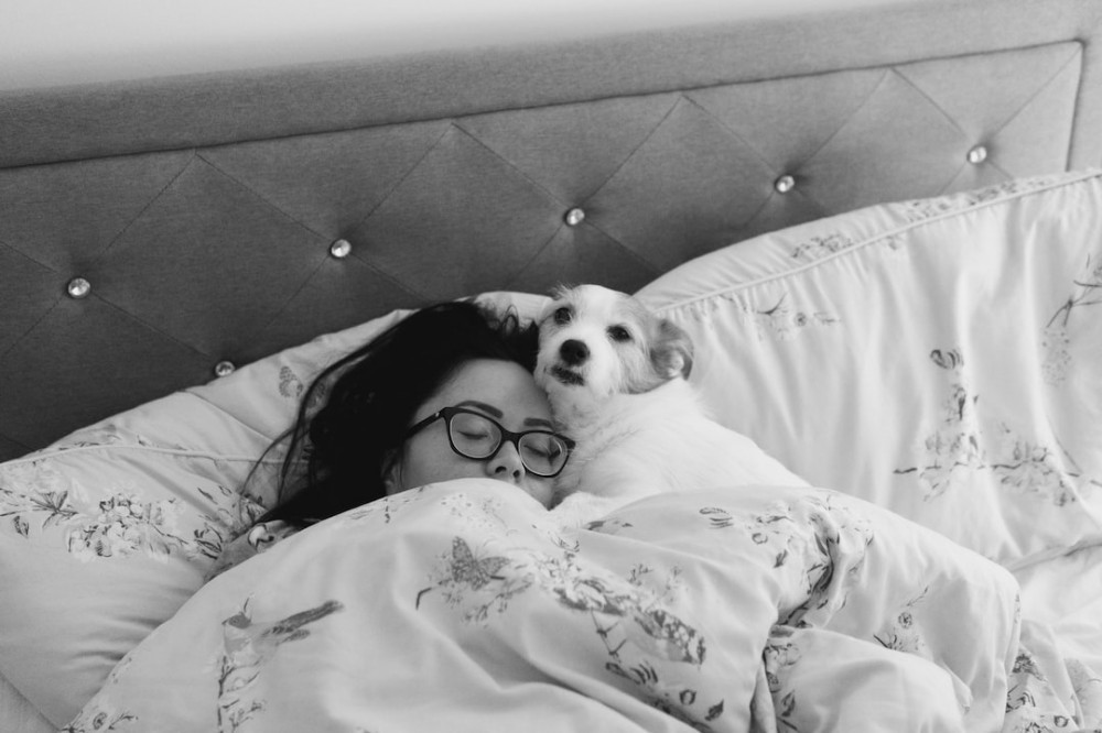 A Dog Guarding his OWner in their Bed