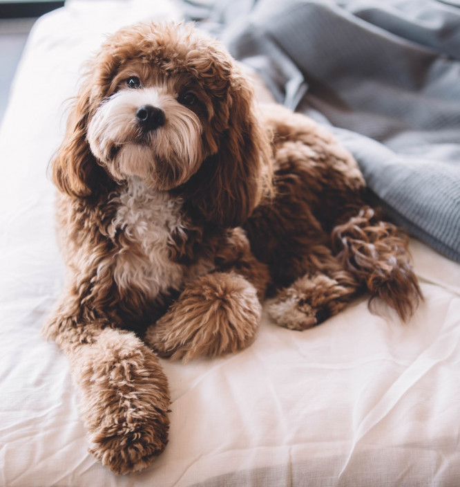 A Dog in a Bed