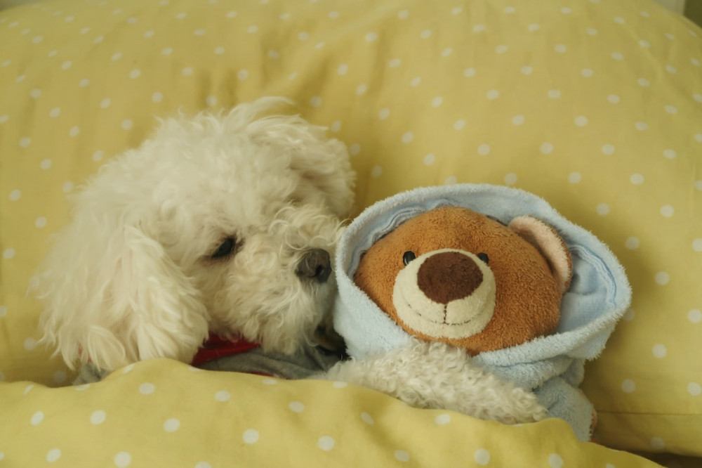 A Dog in His Bed with a Teddy