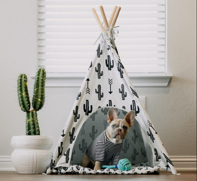 A Dog in the WigWam Bed