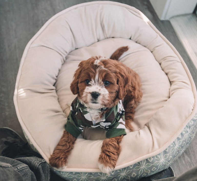 A Dog in Their Bed