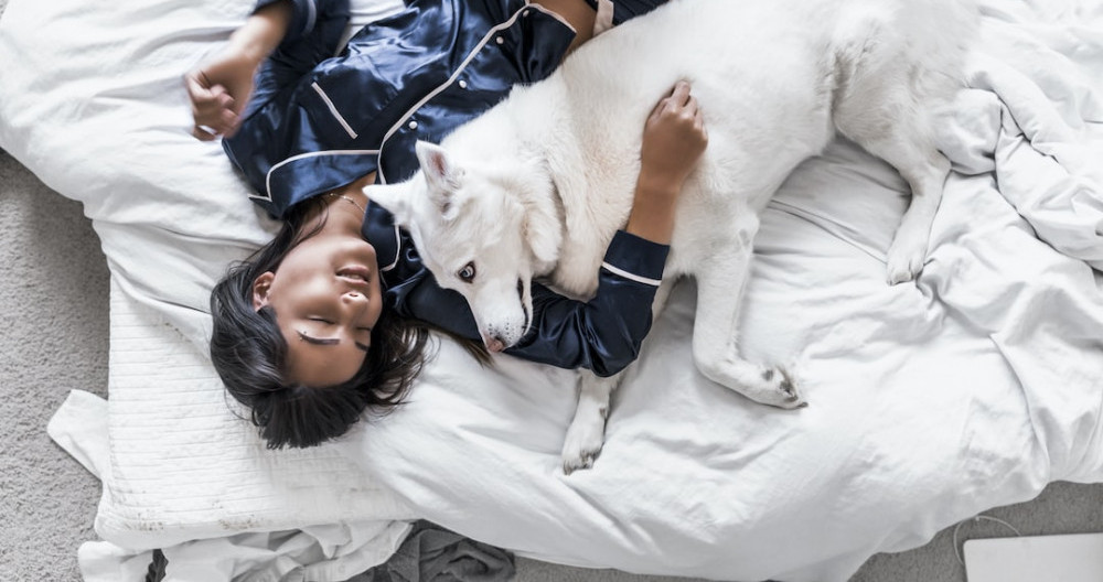 A Dog Sleeping in a Bed with his Owner