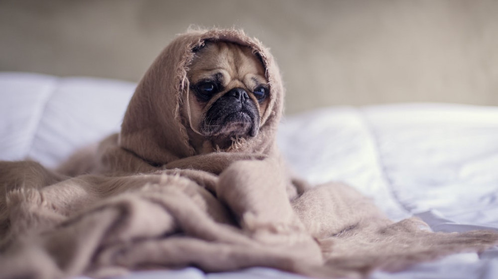 A Dog Wrapped in a Blanket