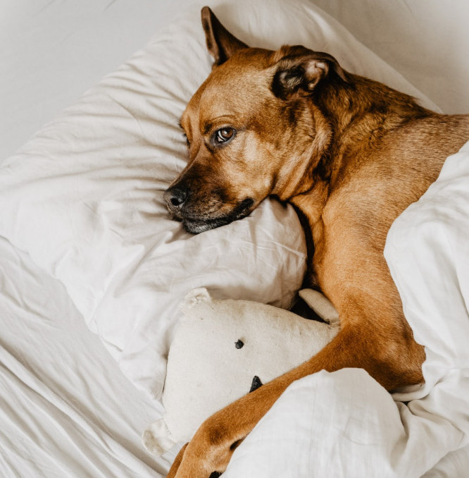 A Pillow for a Dog