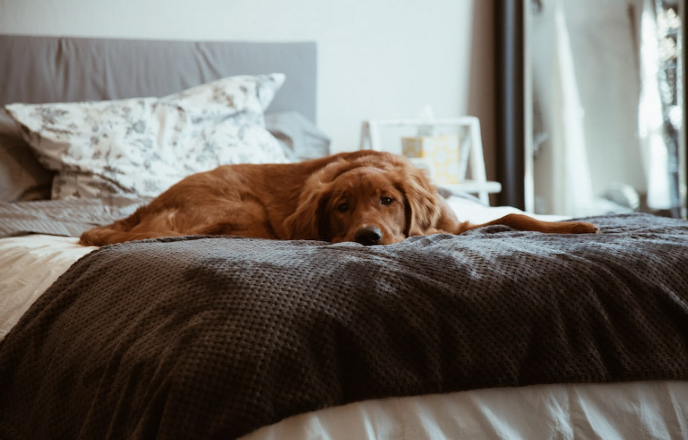 A Retriever in a Double Bed