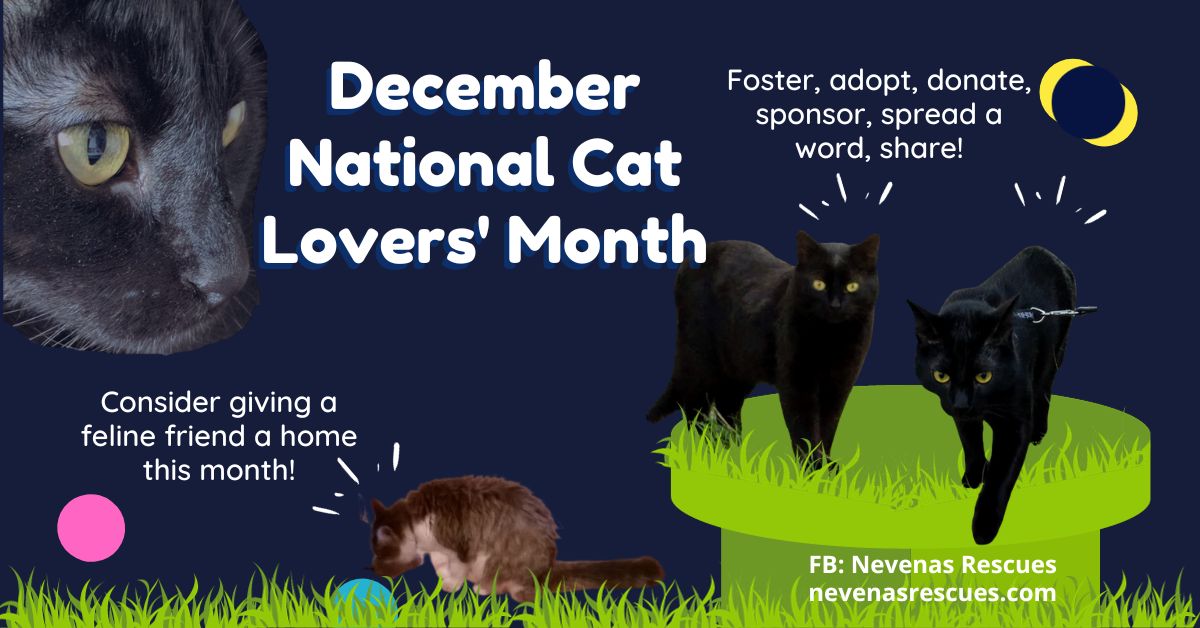 Celebrate National Cat Lovers' Month this December
