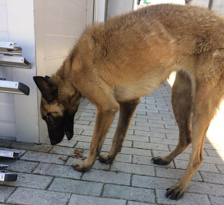 Dona's Last Meal in the Street