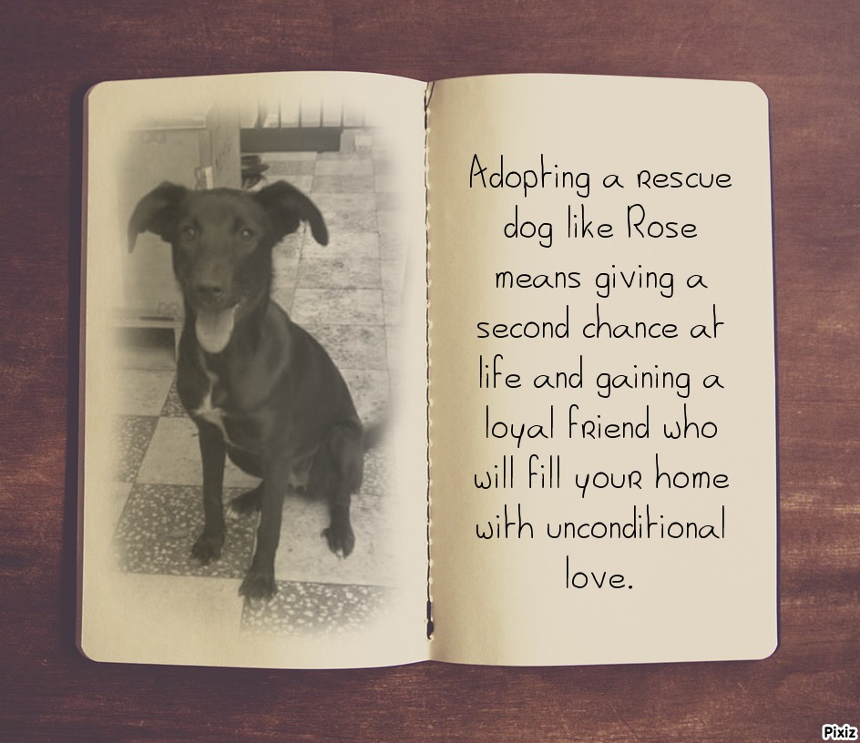 Could Little Rose Be The Companion You’ve Been Looking For?