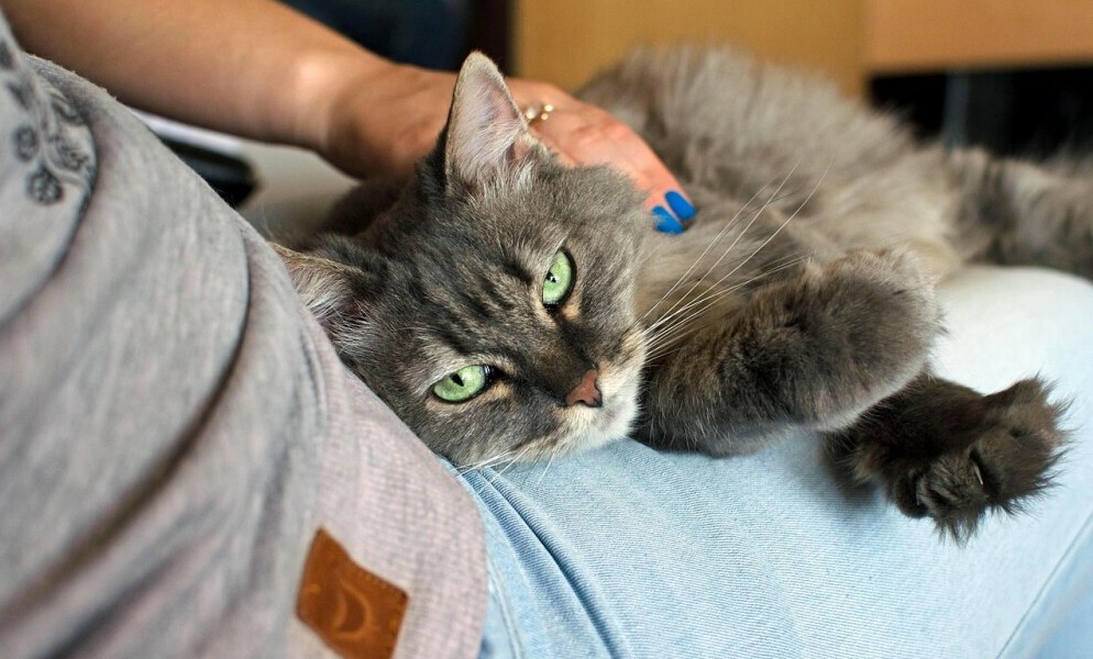 A Cat in a Lap