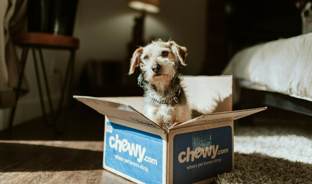 A dog in a chewy box