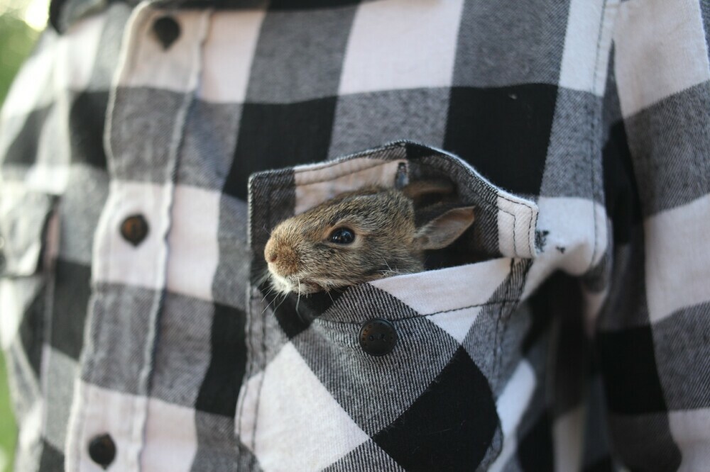 A rabbit in a pocket