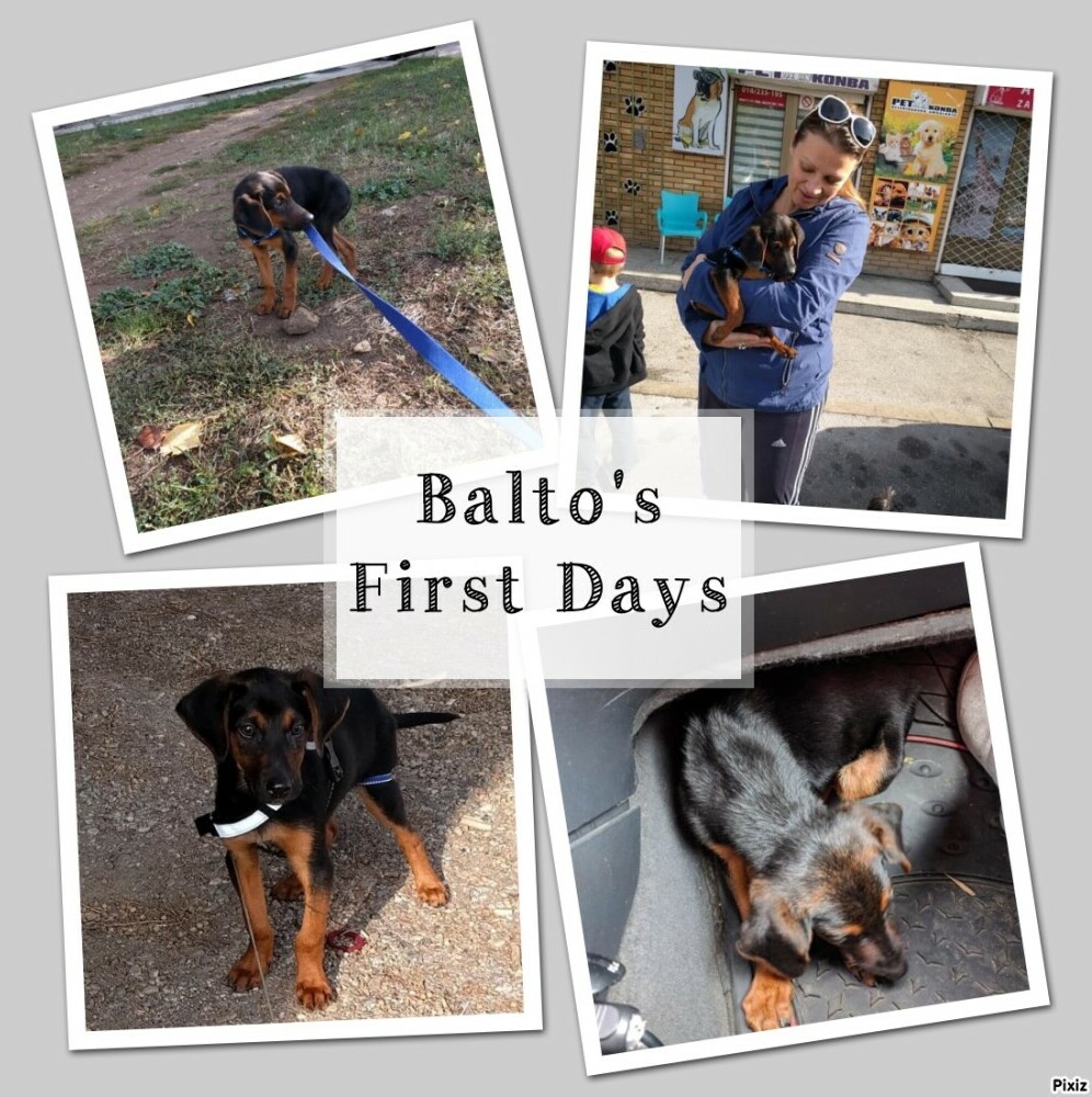 Balto's First Days