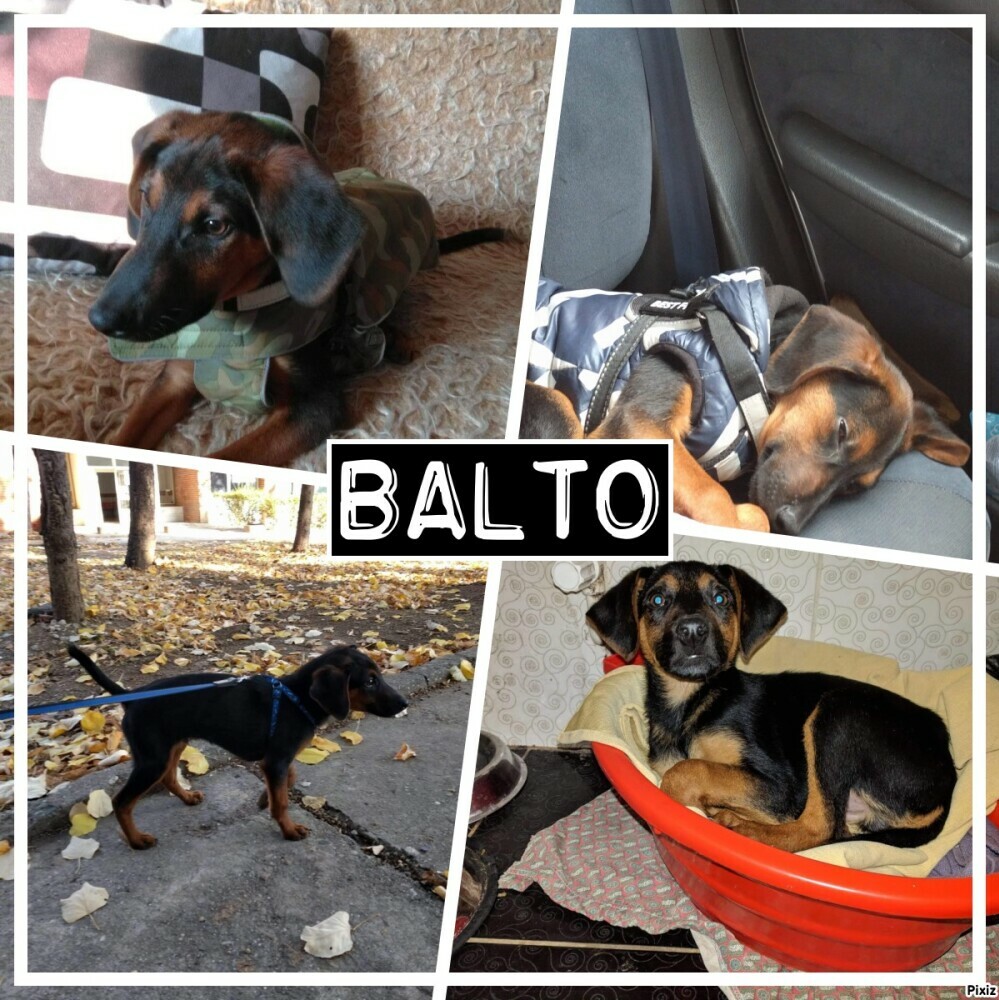 Balto's growing