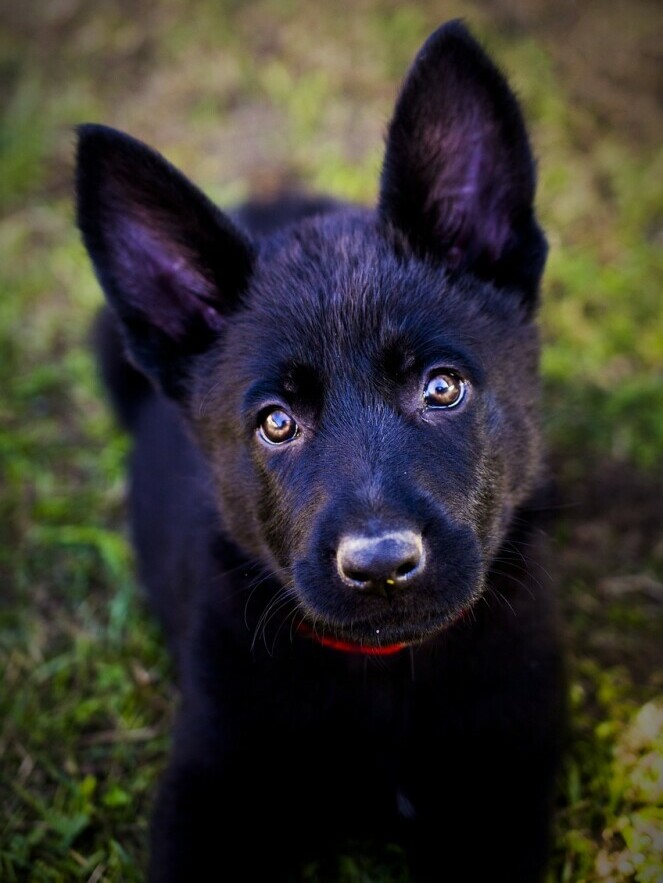 Black Shepherd Puppy