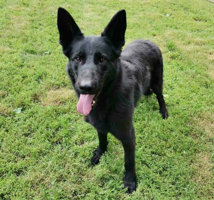 Elsa, Black German Shepherd