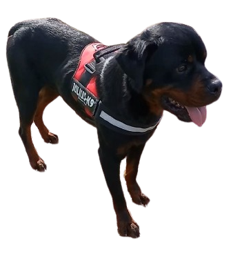 Ice, Rottweiler