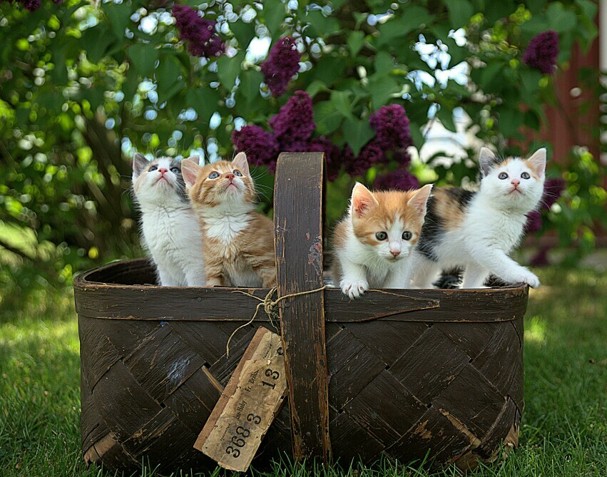 Kittens in a basket