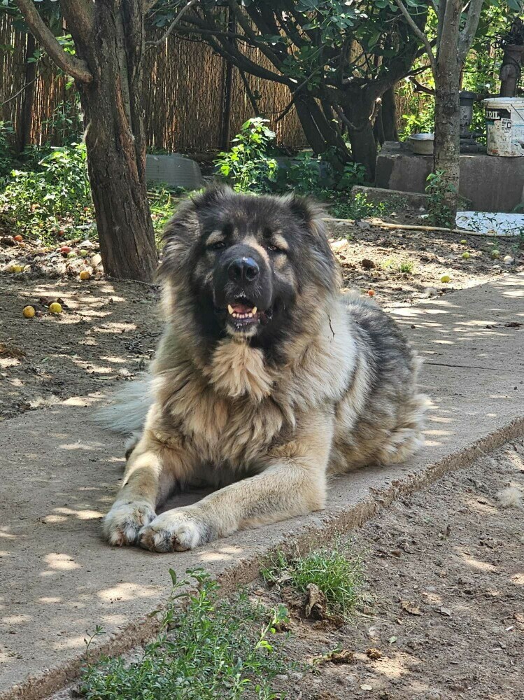 Luna resting in the yard