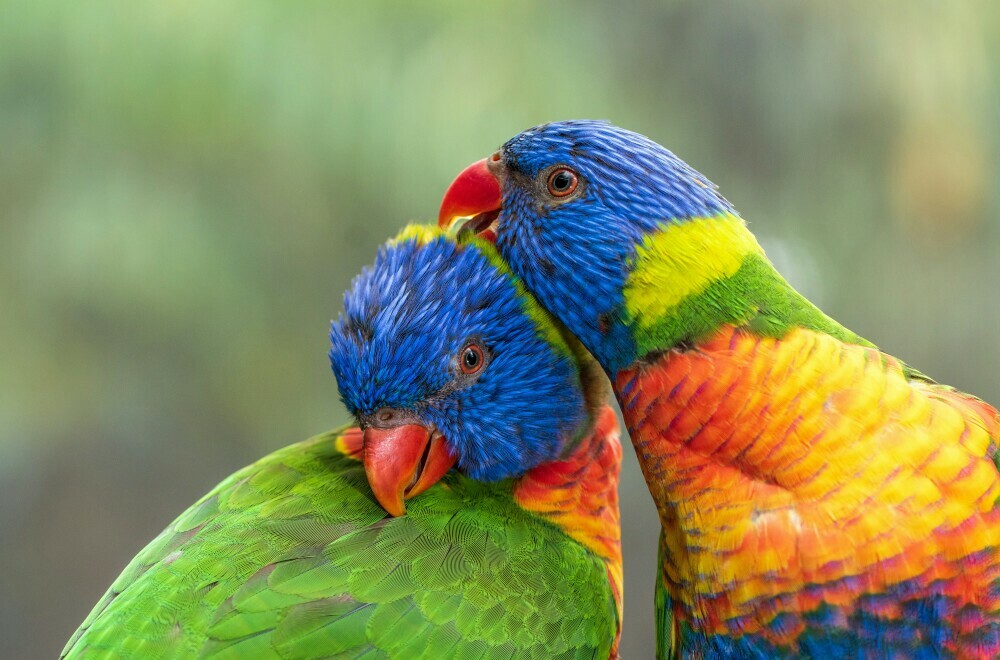 Parrots