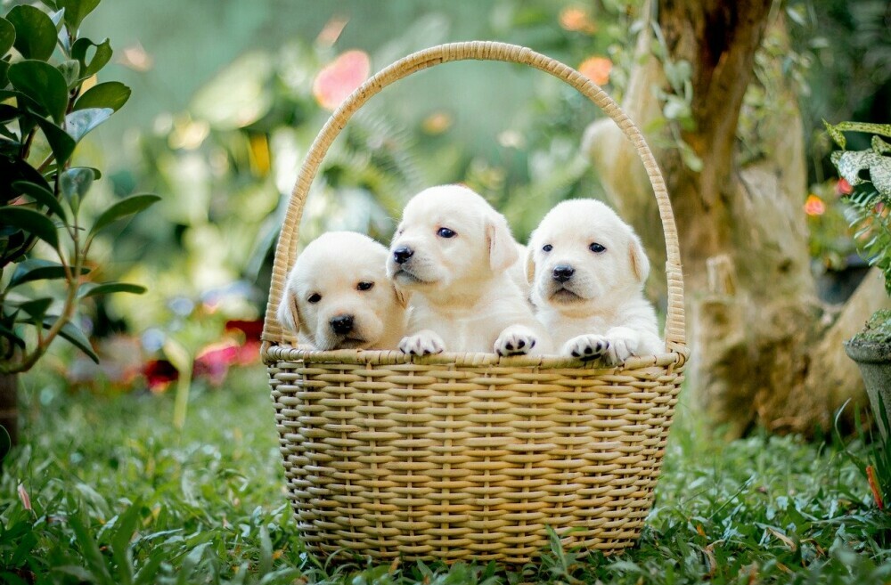 Puppies in a basket